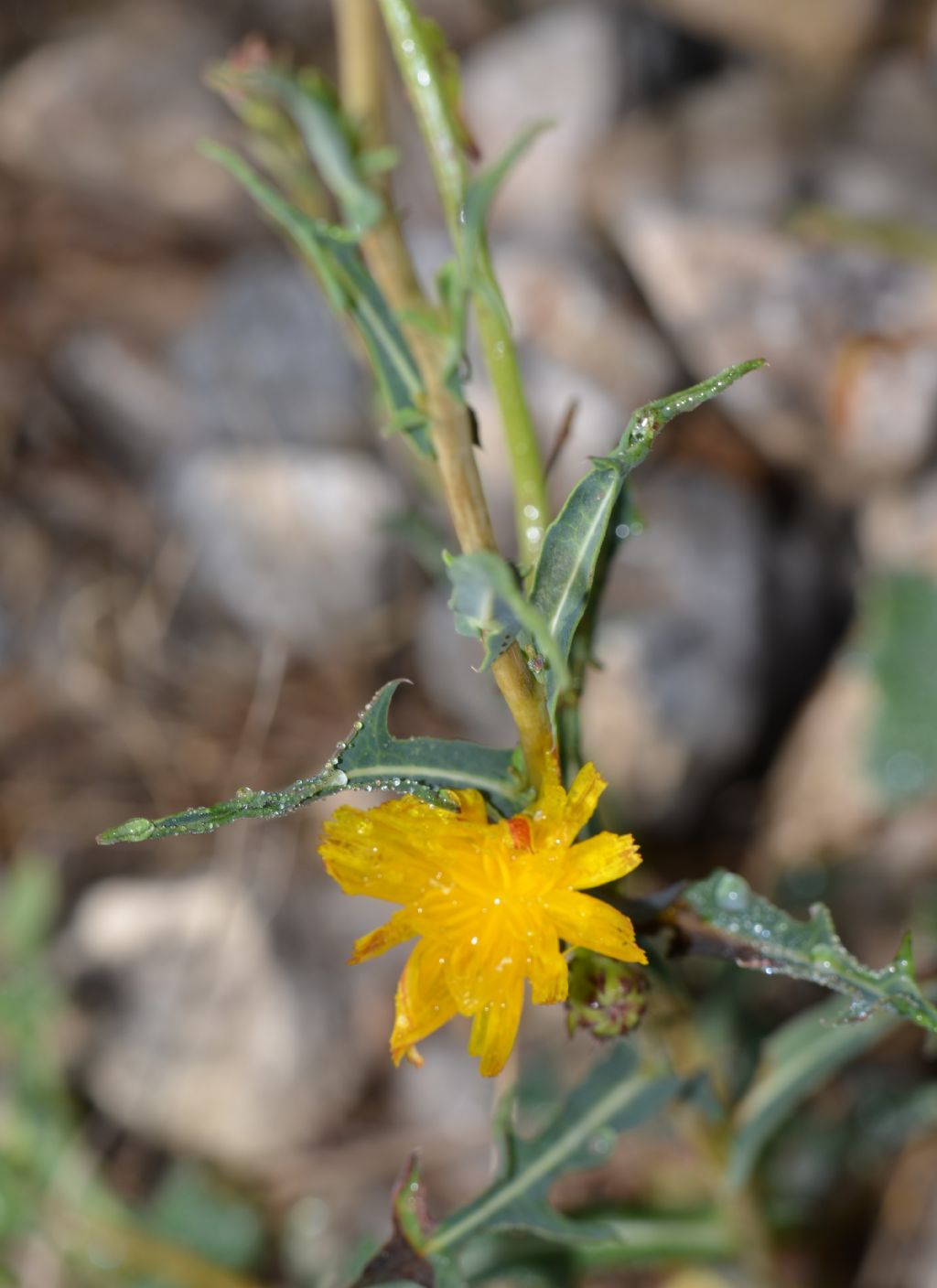 Lactuca cfr. saligna
